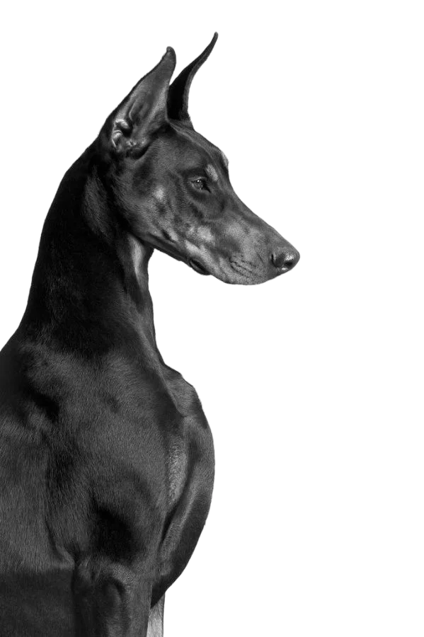 A Dobermann standing guard beside a cyber crime lab evidence report