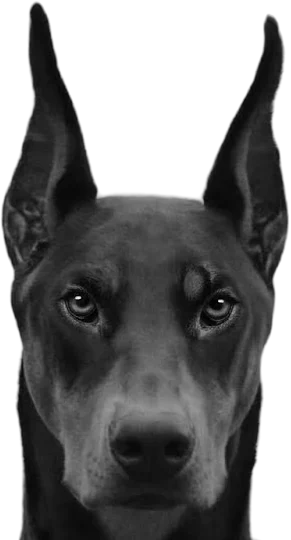 A Dobermann watching, NoDrama's watchdog for law firm websites